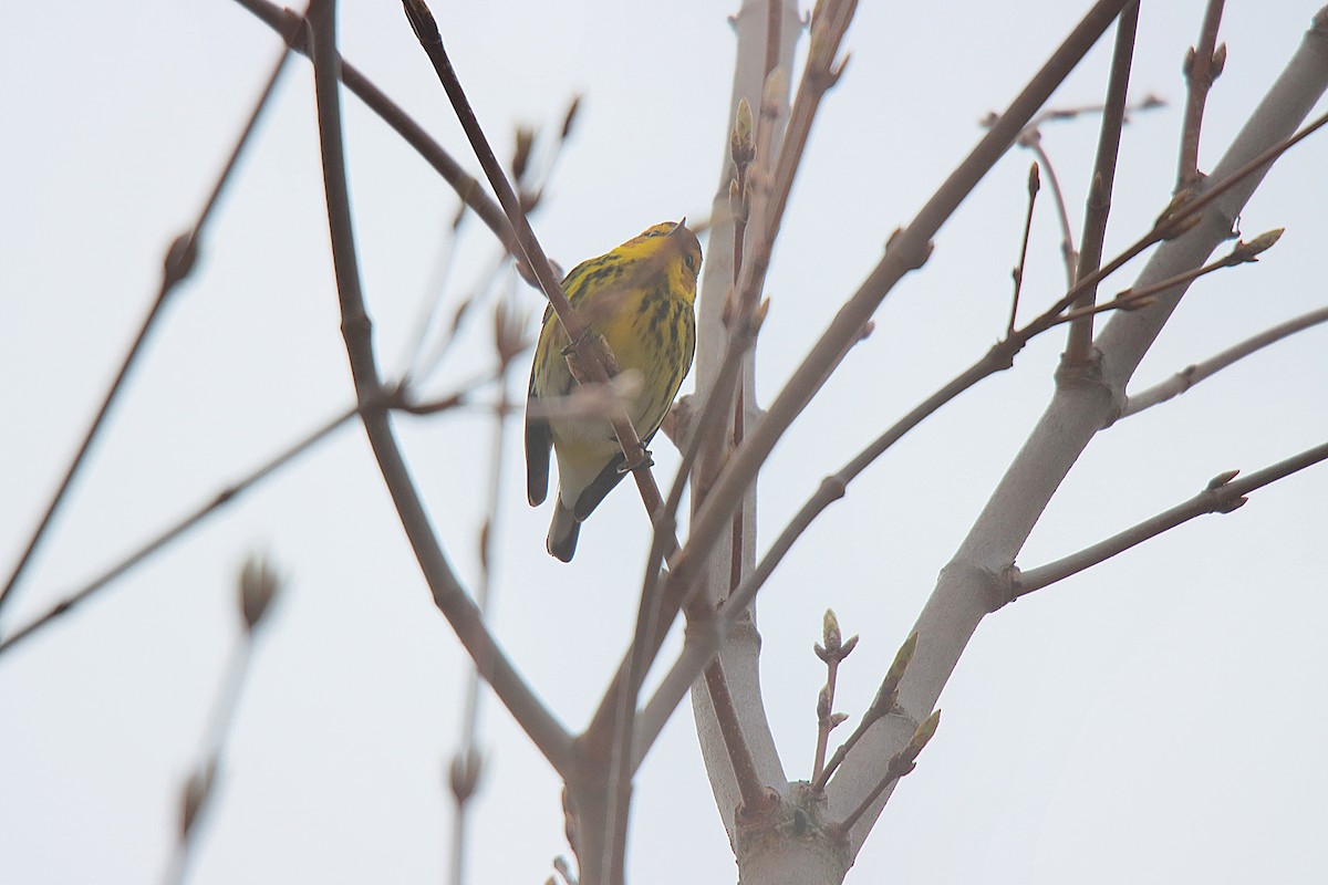 Cape May Warbler - ML621723765