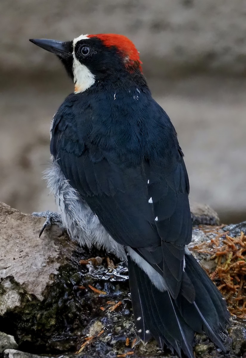 Acorn Woodpecker - ML621723768