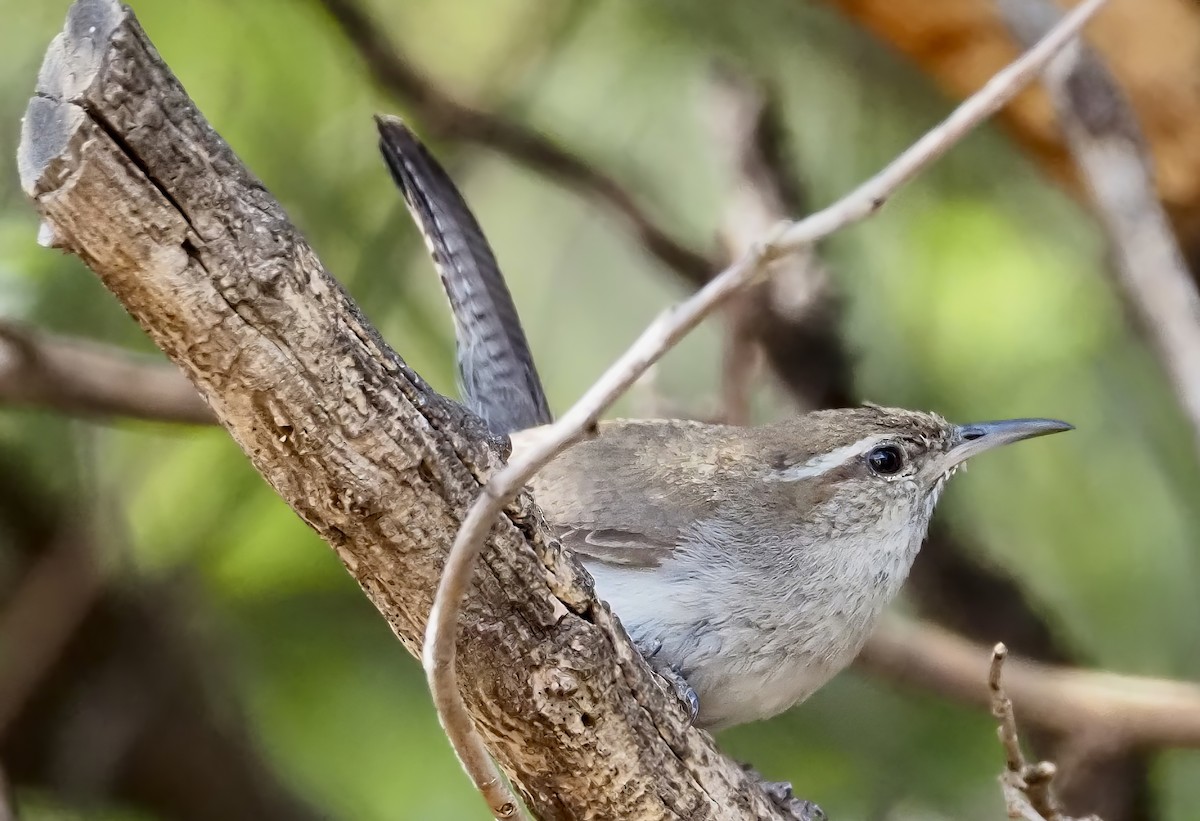 Bewick's Wren - ML621723772