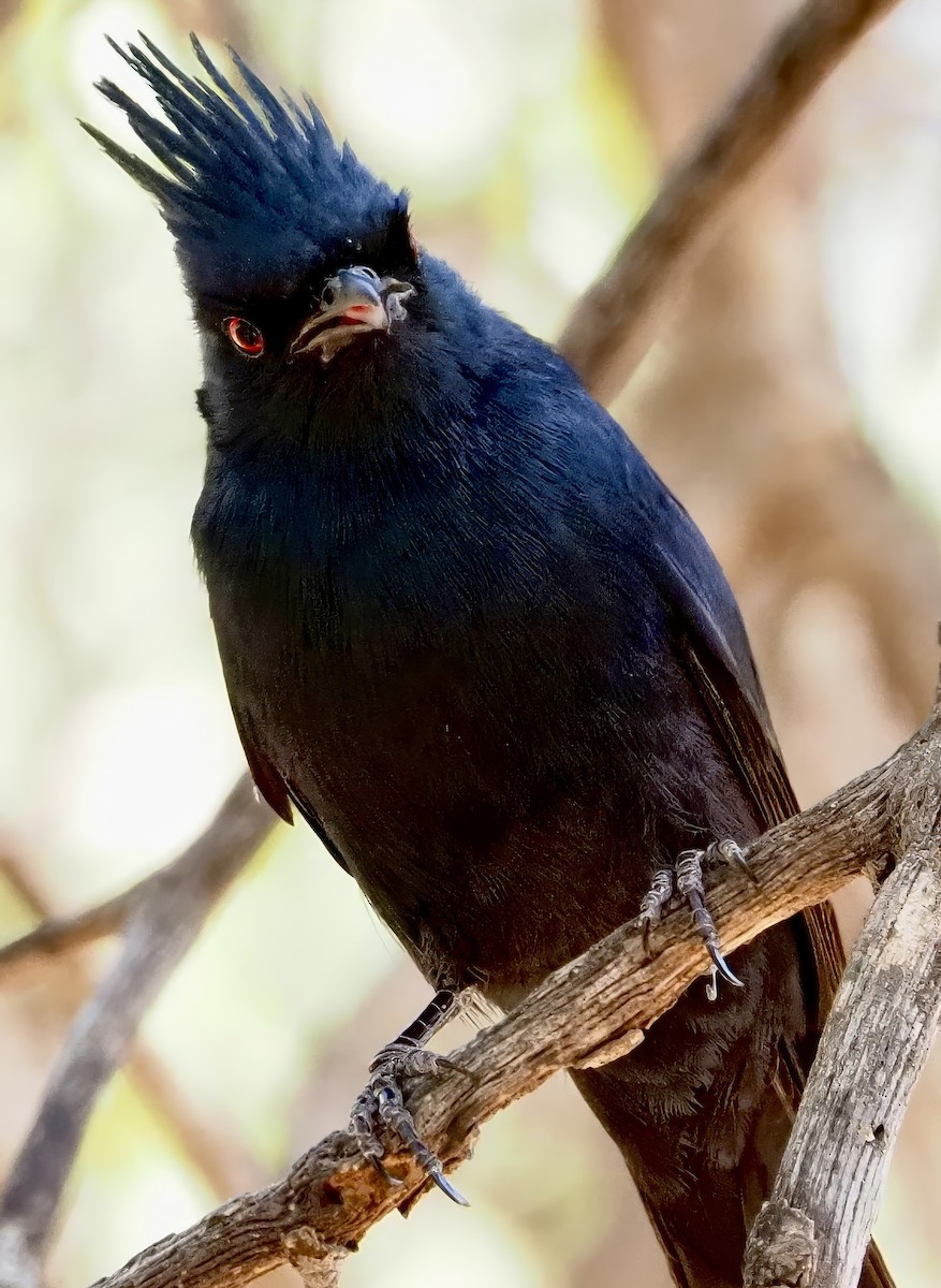 Phainopepla - Matthew Walter