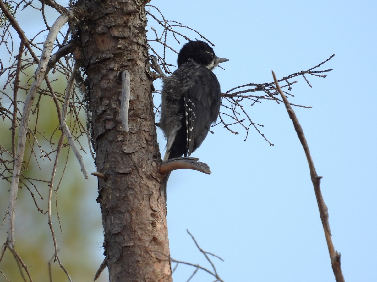 Black-backed Woodpecker - ML621723810