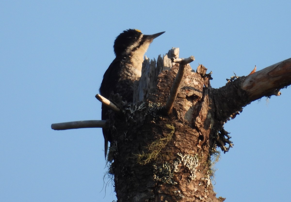 Black-backed Woodpecker - ML621723811