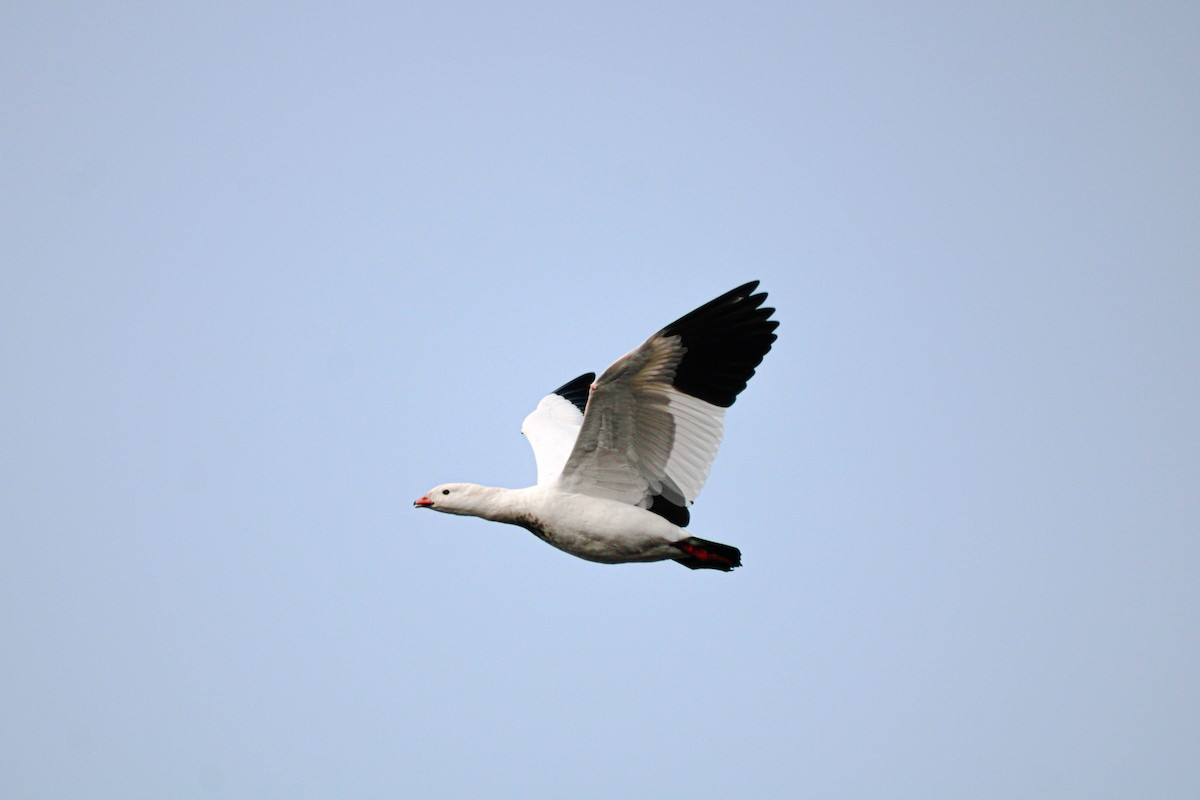 Andean Goose - ML621723818