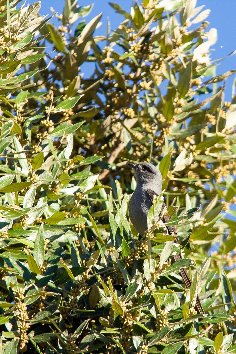 Shear-tailed Gray Tyrant - ML621723820