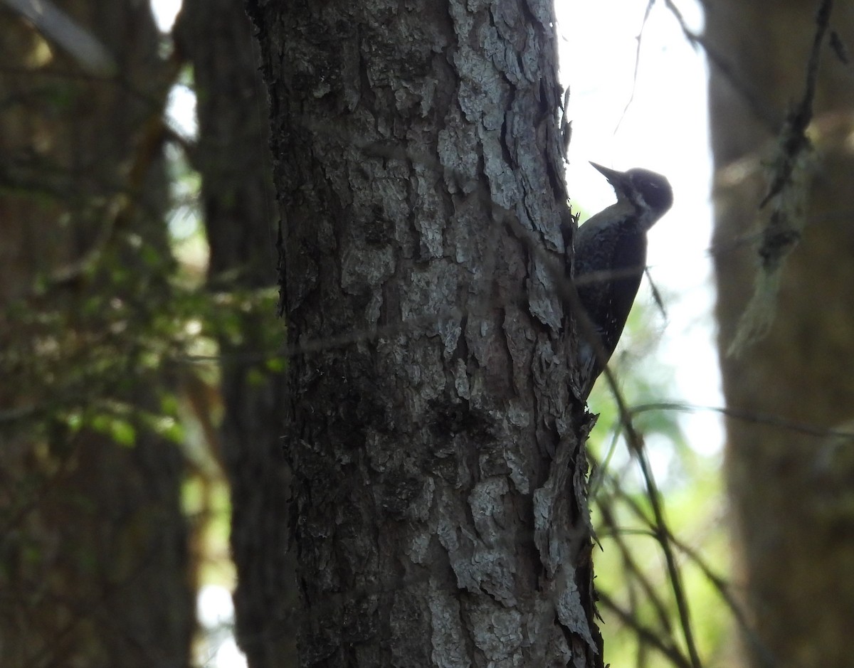 Black-backed Woodpecker - ML621723851