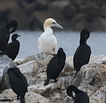 Northern Gannet - Scott Paladichuk