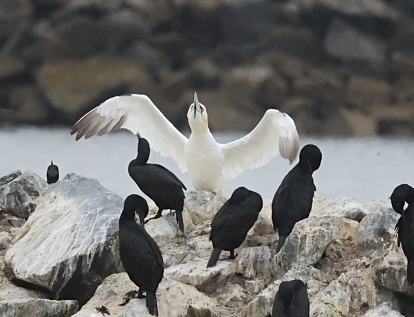 Northern Gannet - ML621723856