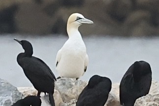 Northern Gannet - ML621723857