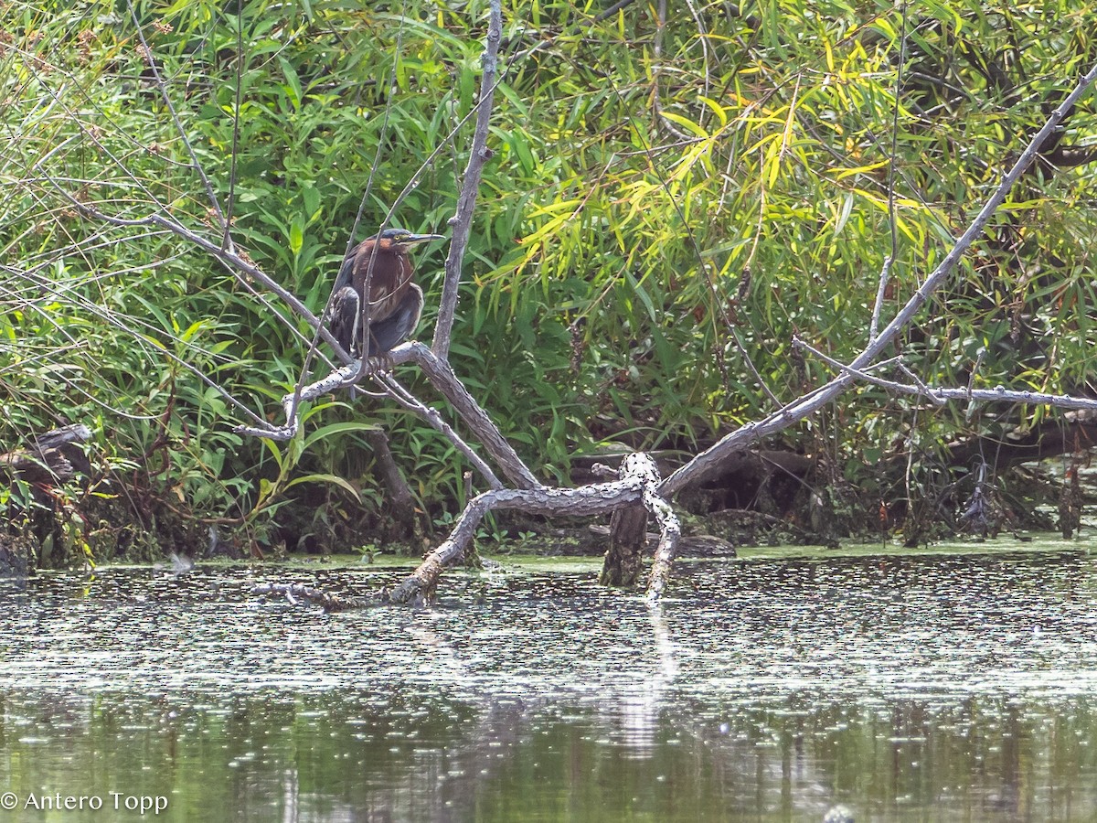 Green Heron - Antero Topp