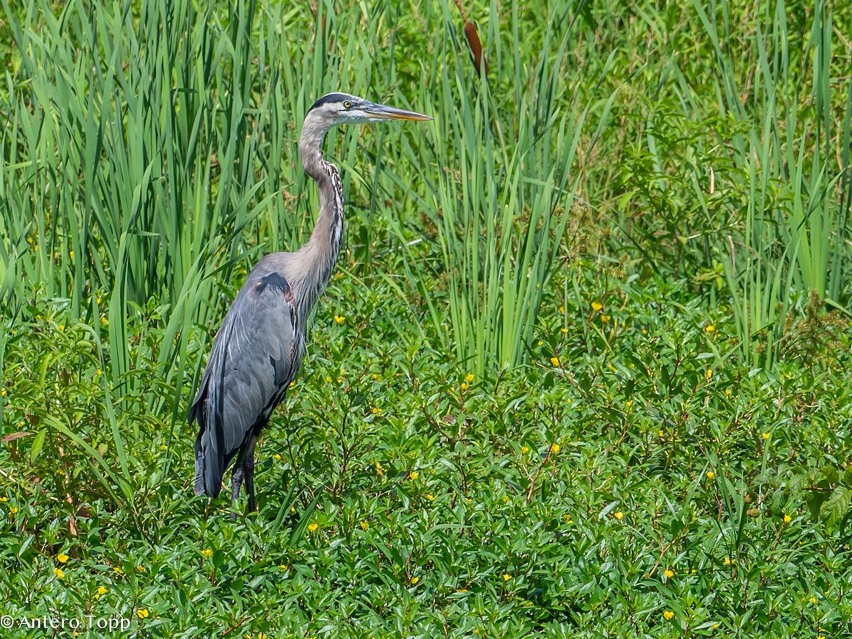 Great Blue Heron - ML621723958