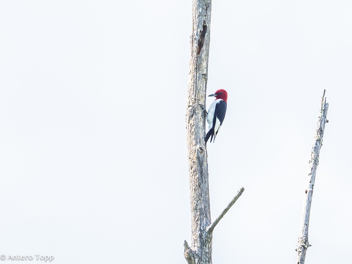 Red-headed Woodpecker - ML621723971