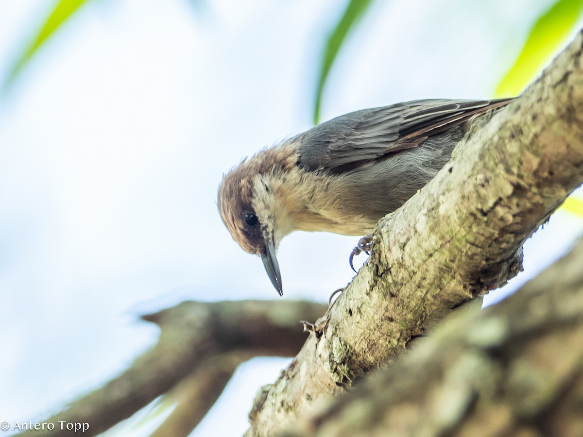 Brown-headed Nuthatch - ML621723981