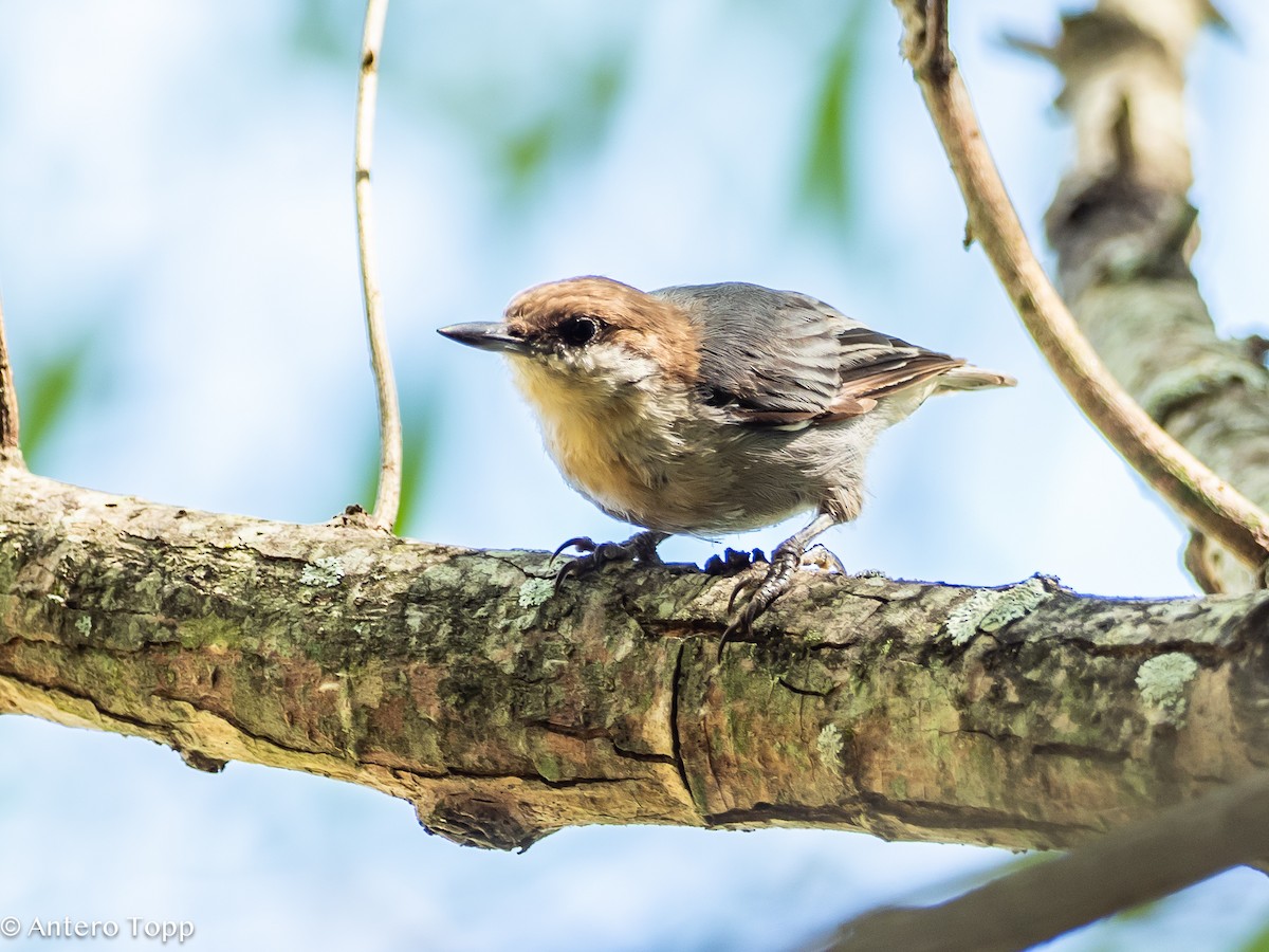 Brown-headed Nuthatch - ML621723982