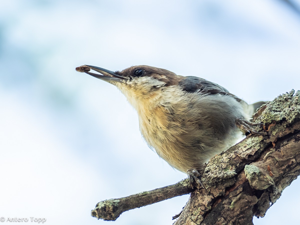 Brown-headed Nuthatch - ML621723983