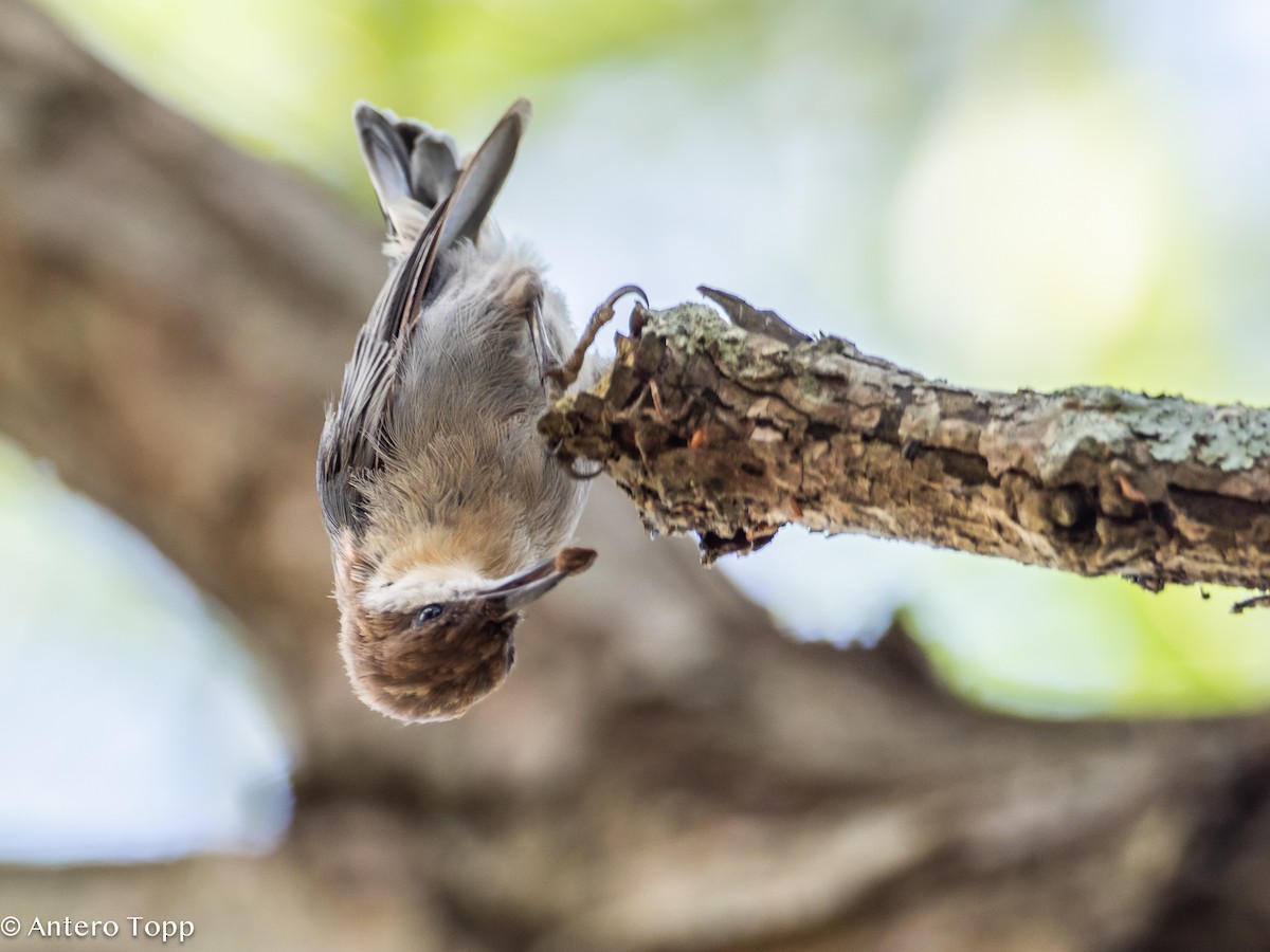 Brown-headed Nuthatch - ML621723984