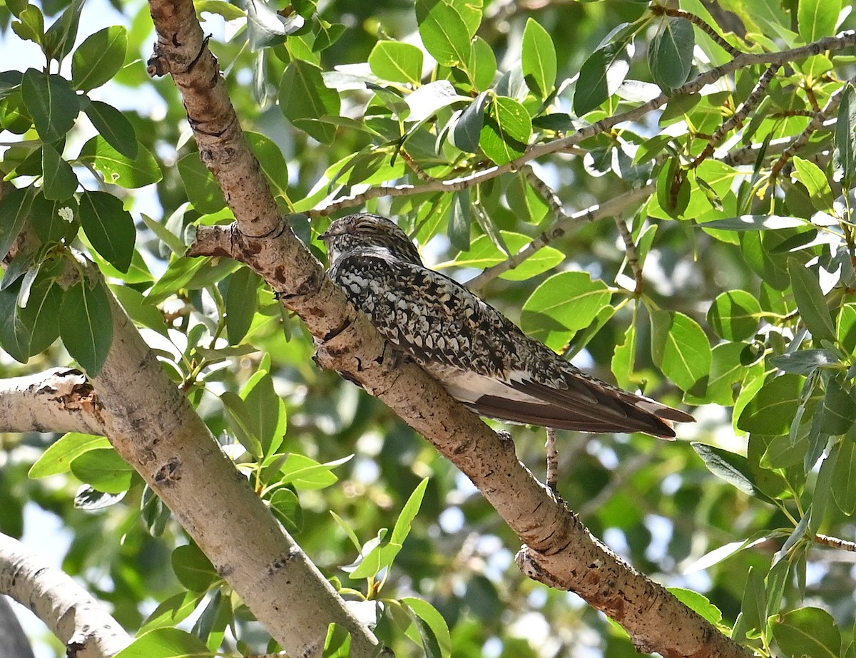 Common Nighthawk - Ron and Susan Martin