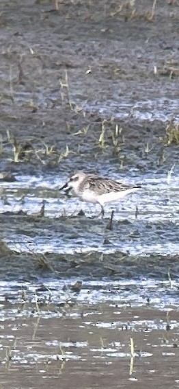 Txirri erdipalmatua - ML621724017