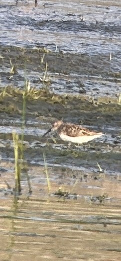 Gambecchio dell'Alaska - ML621724019