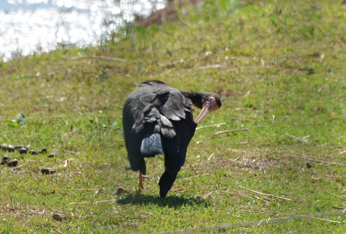 Bare-faced Ibis - ML621724020