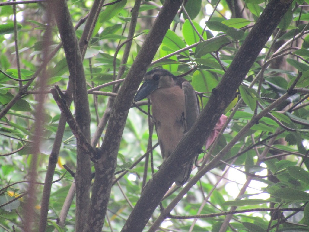 Boat-billed Heron - ML621724274