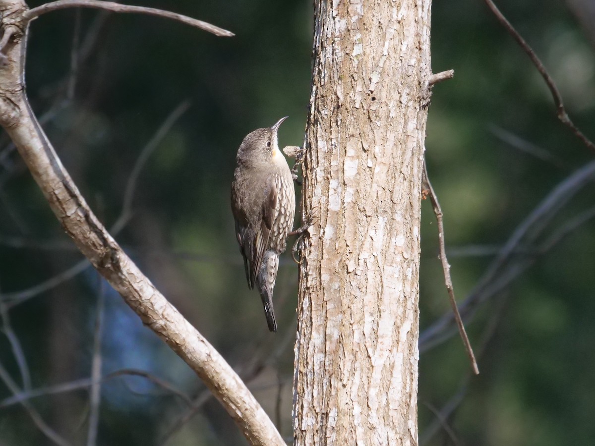 White-throated Treecreeper - ML621724286