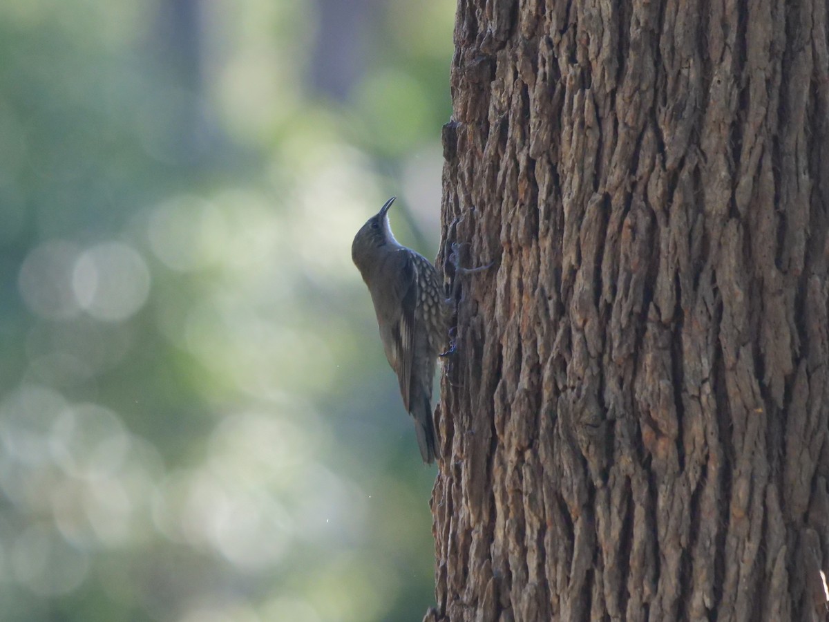 White-throated Treecreeper - ML621724287