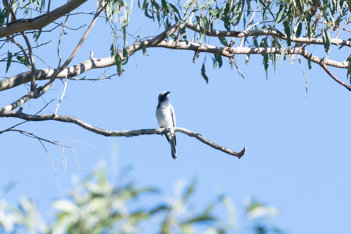 White-bellied Cuckooshrike - ML621724375