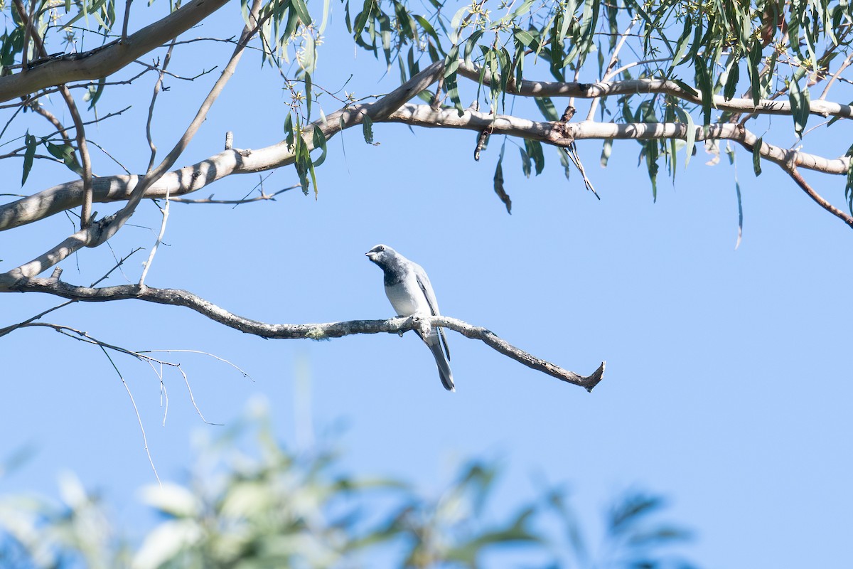 White-bellied Cuckooshrike - ML621724376