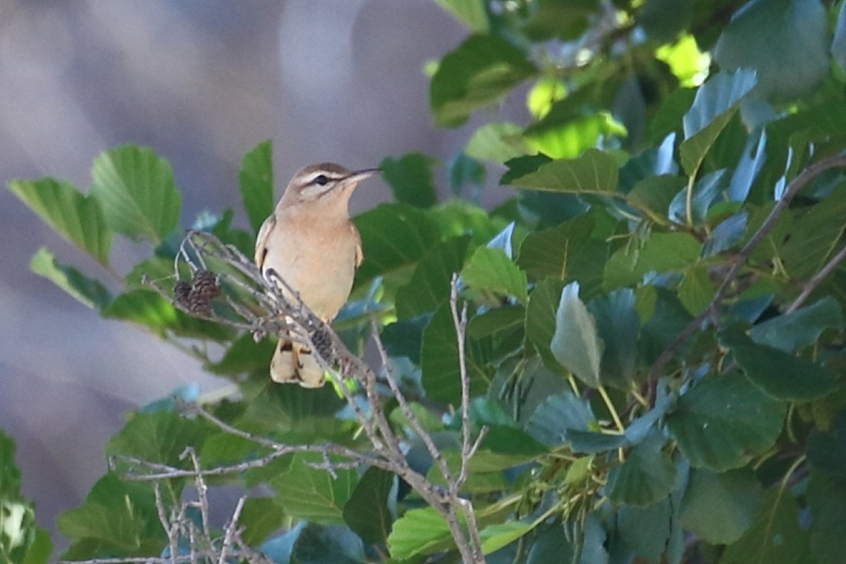 Rufous-tailed Scrub-Robin - António Gonçalves