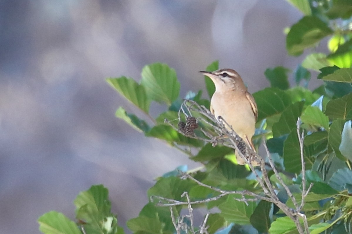 Rufous-tailed Scrub-Robin - ML621724413