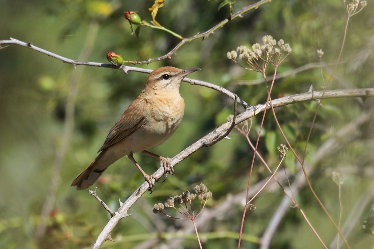 Rufous-tailed Scrub-Robin - ML621724414