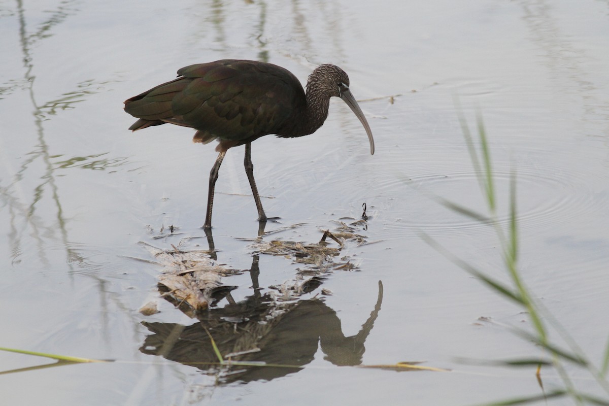 Glossy Ibis - ML621724421