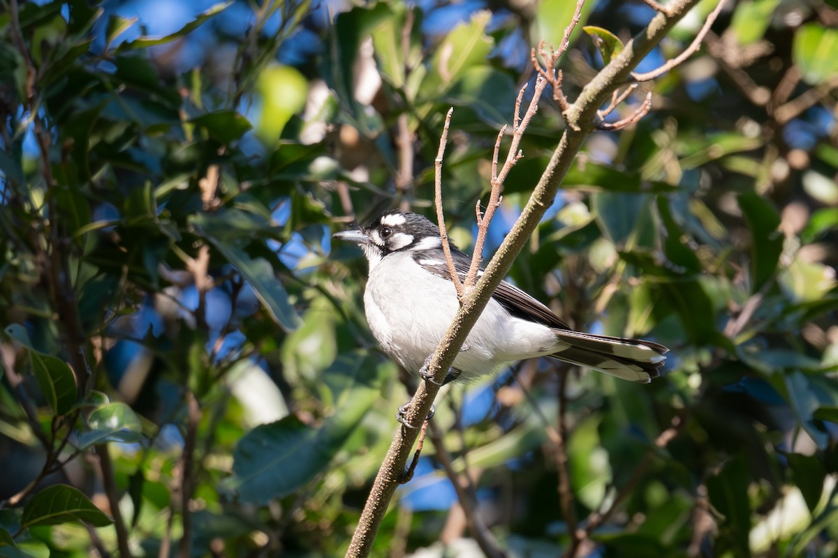 White-eared Monarch - ML621724422