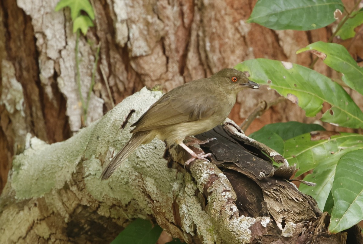 Bulbul Ojirrojo - ML621724423