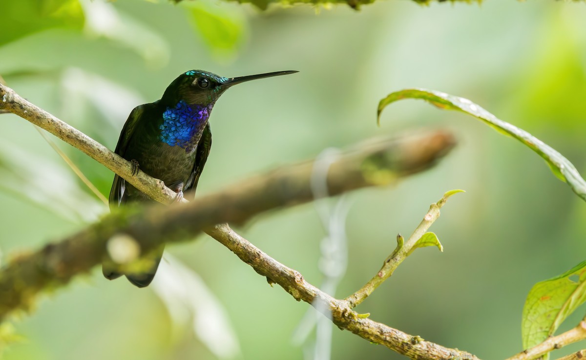 Colibrí del Napo - ML621724430