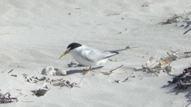 Least Tern - ML621724461