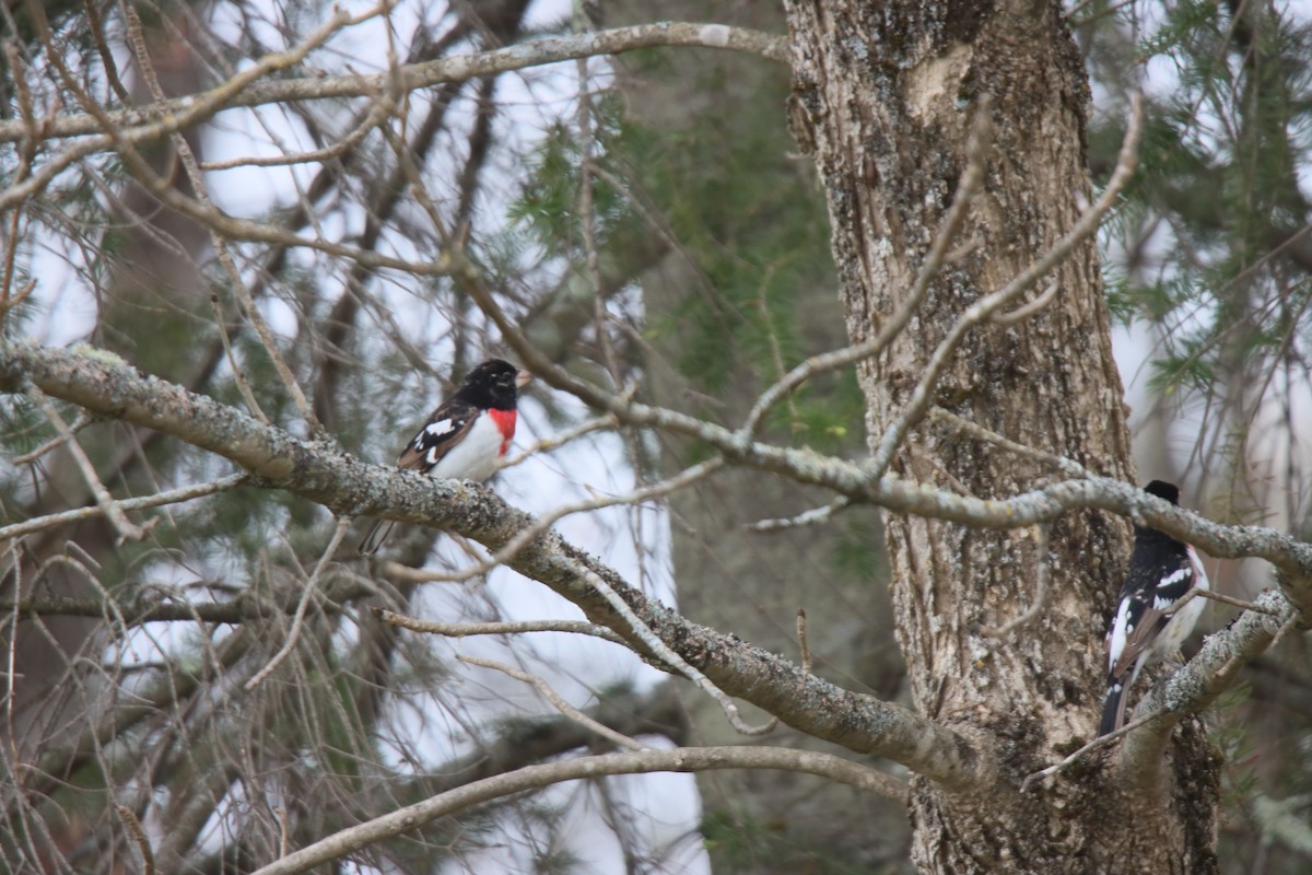 Rose-breasted Grosbeak - ML621724477