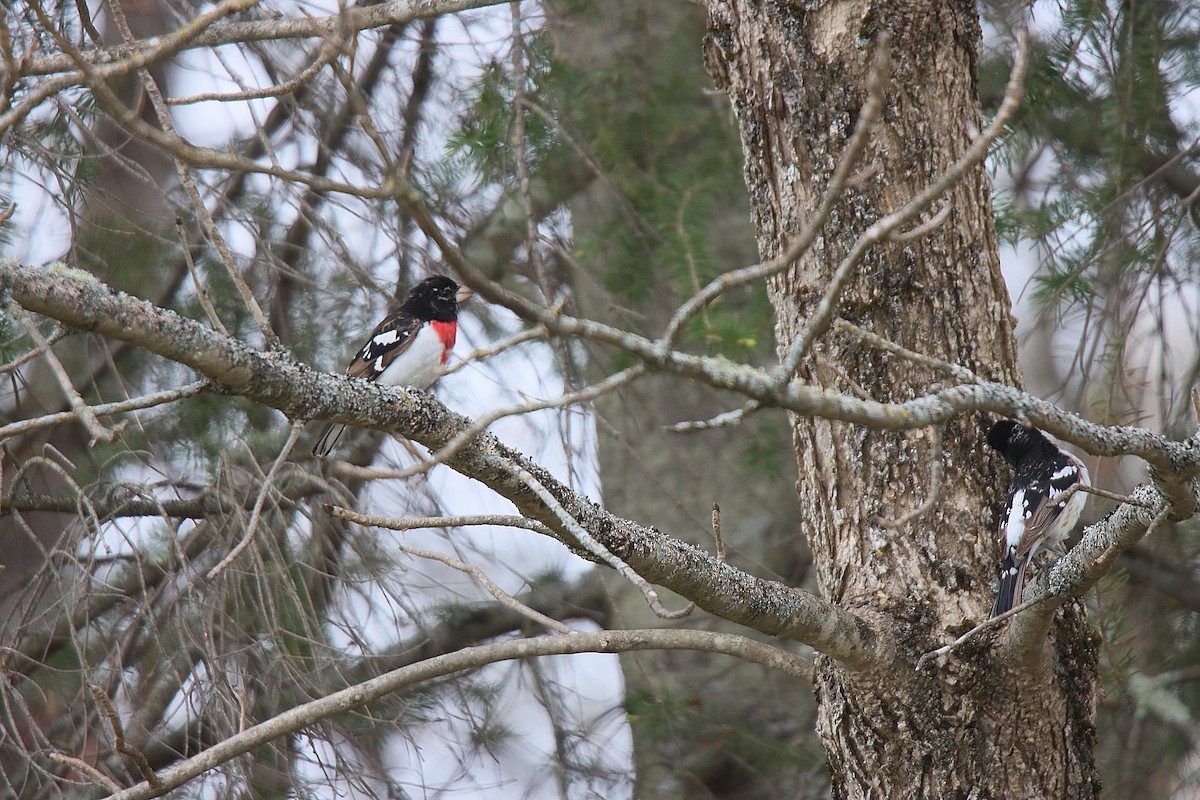 Rose-breasted Grosbeak - ML621724478