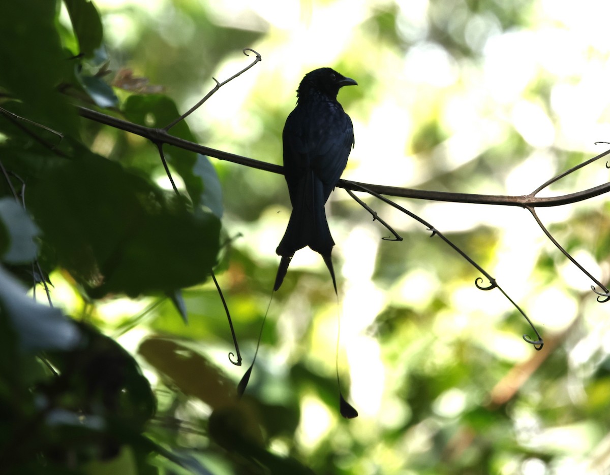 Greater Racket-tailed Drongo - Donald Wellmann