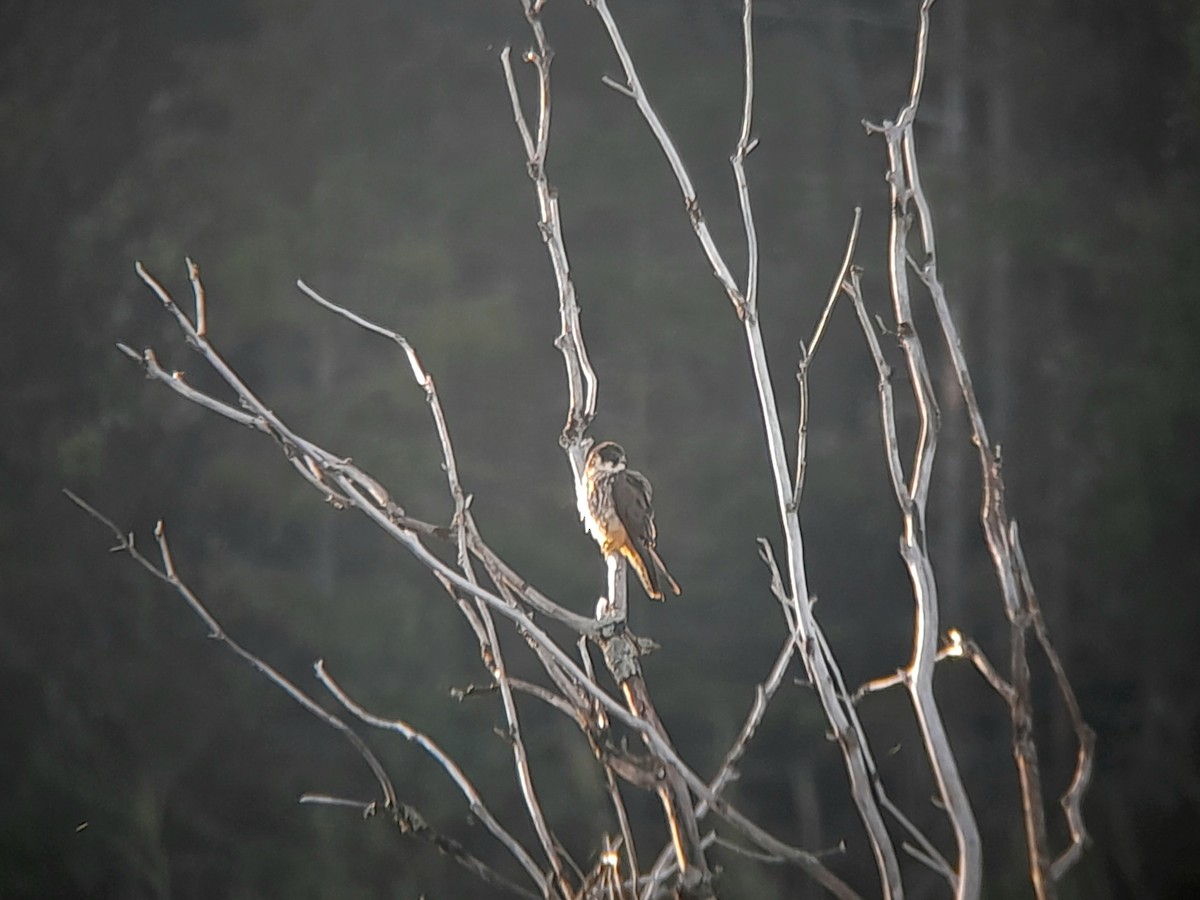 Eurasian Hobby - ML621724565