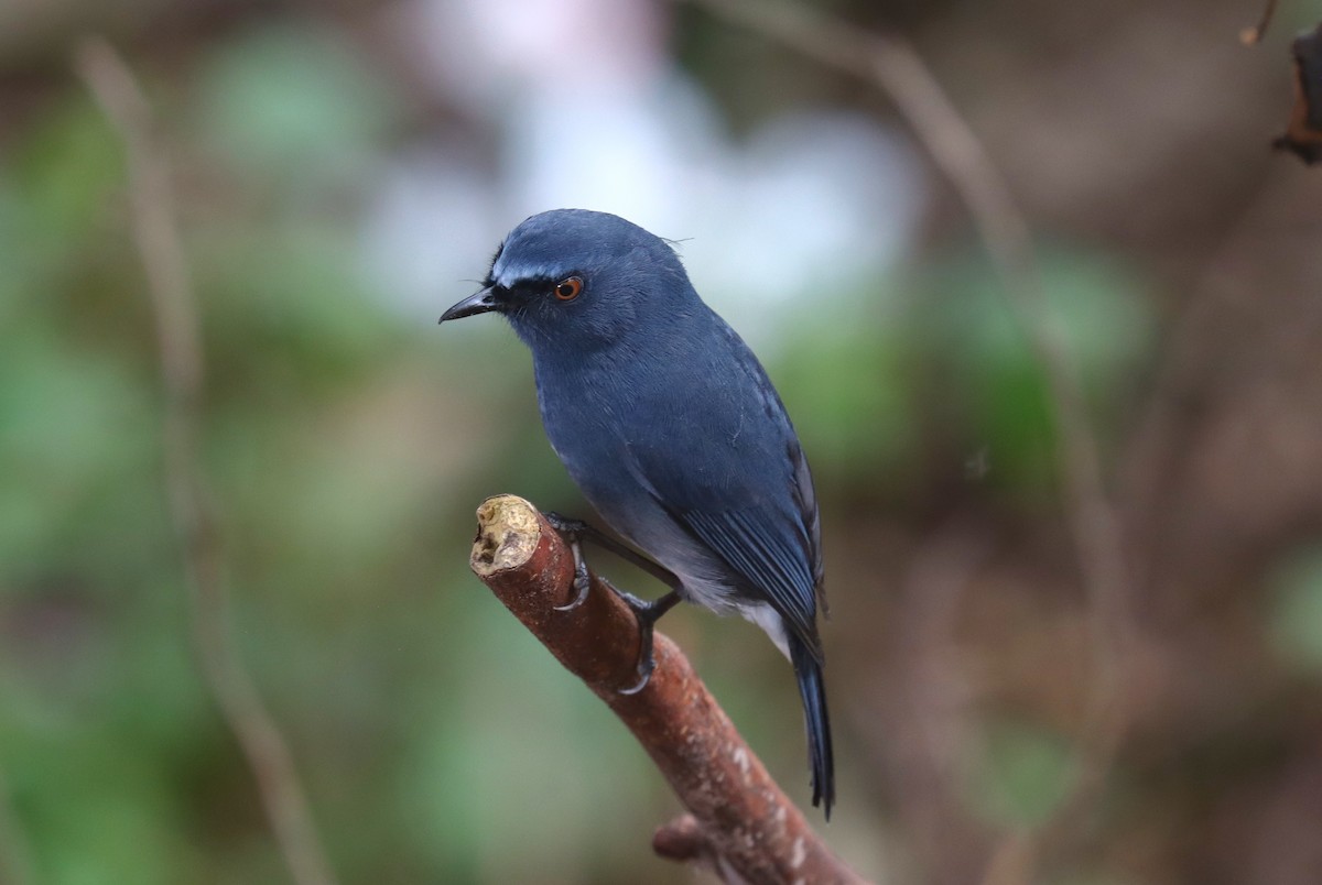 White-bellied Sholakili - Wayne Paes