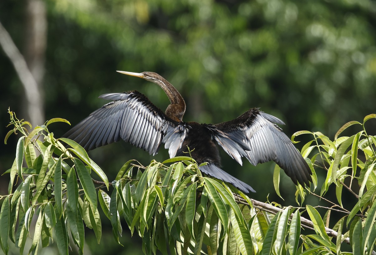 Anhinga Asiática - ML621724596