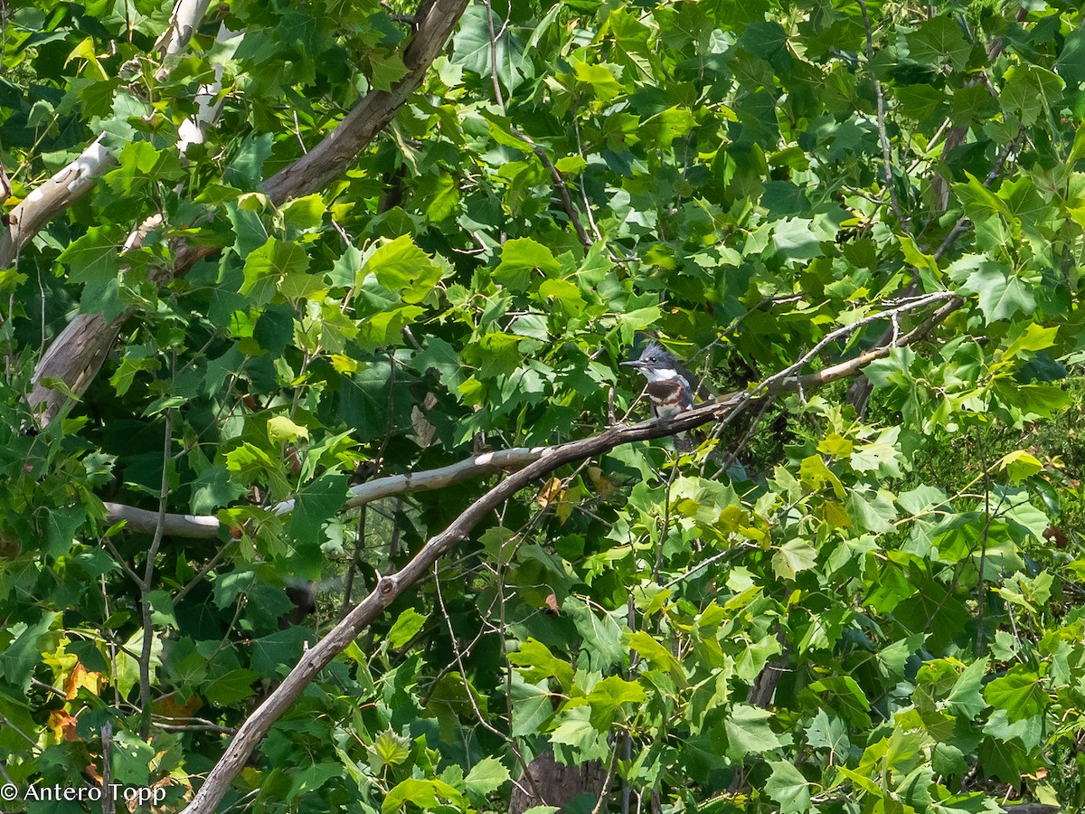 Belted Kingfisher - ML621724802