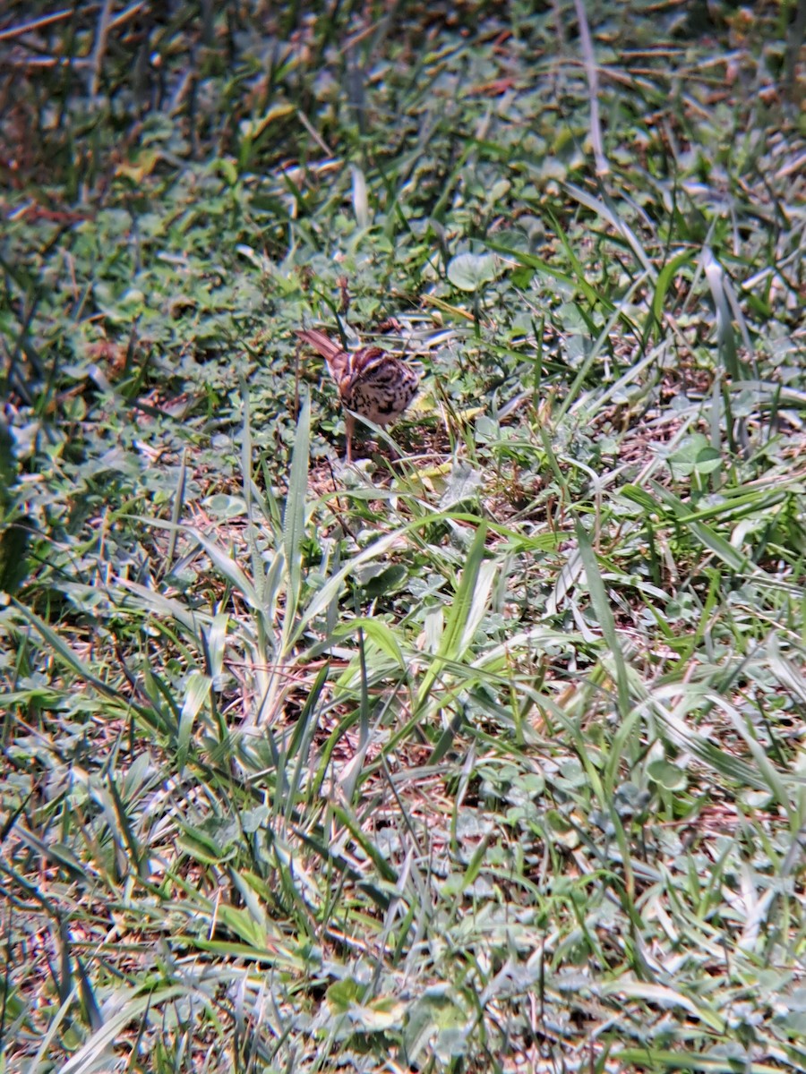 Song Sparrow - ML621724803