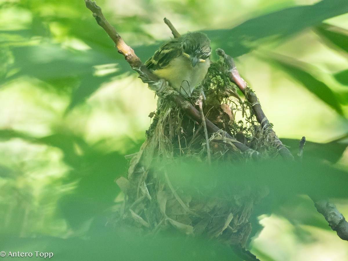 White-eyed Vireo - ML621724821