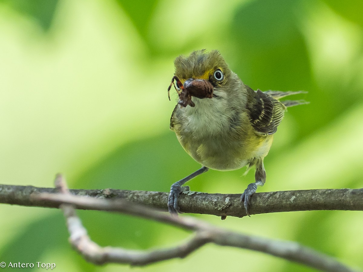 White-eyed Vireo - Antero Topp