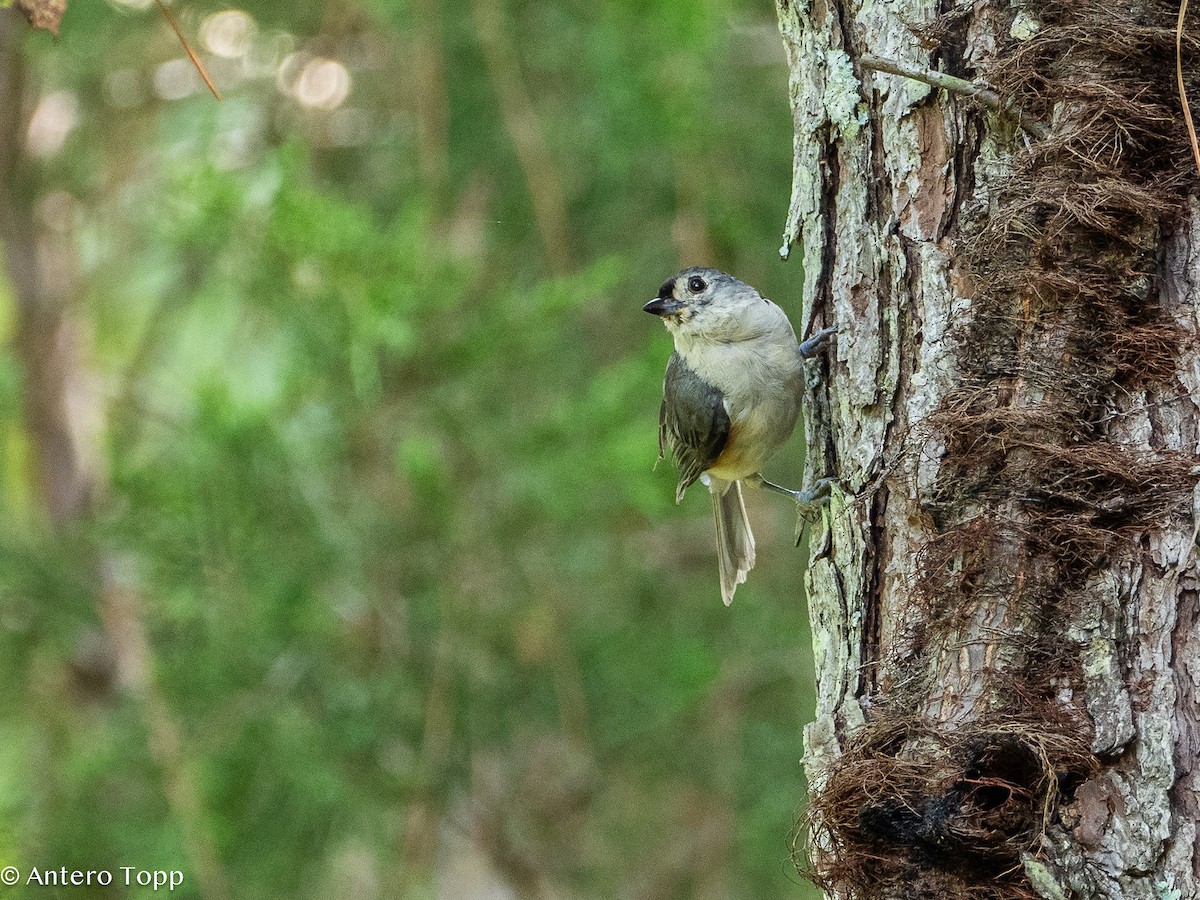 Tufted Titmouse - ML621724828