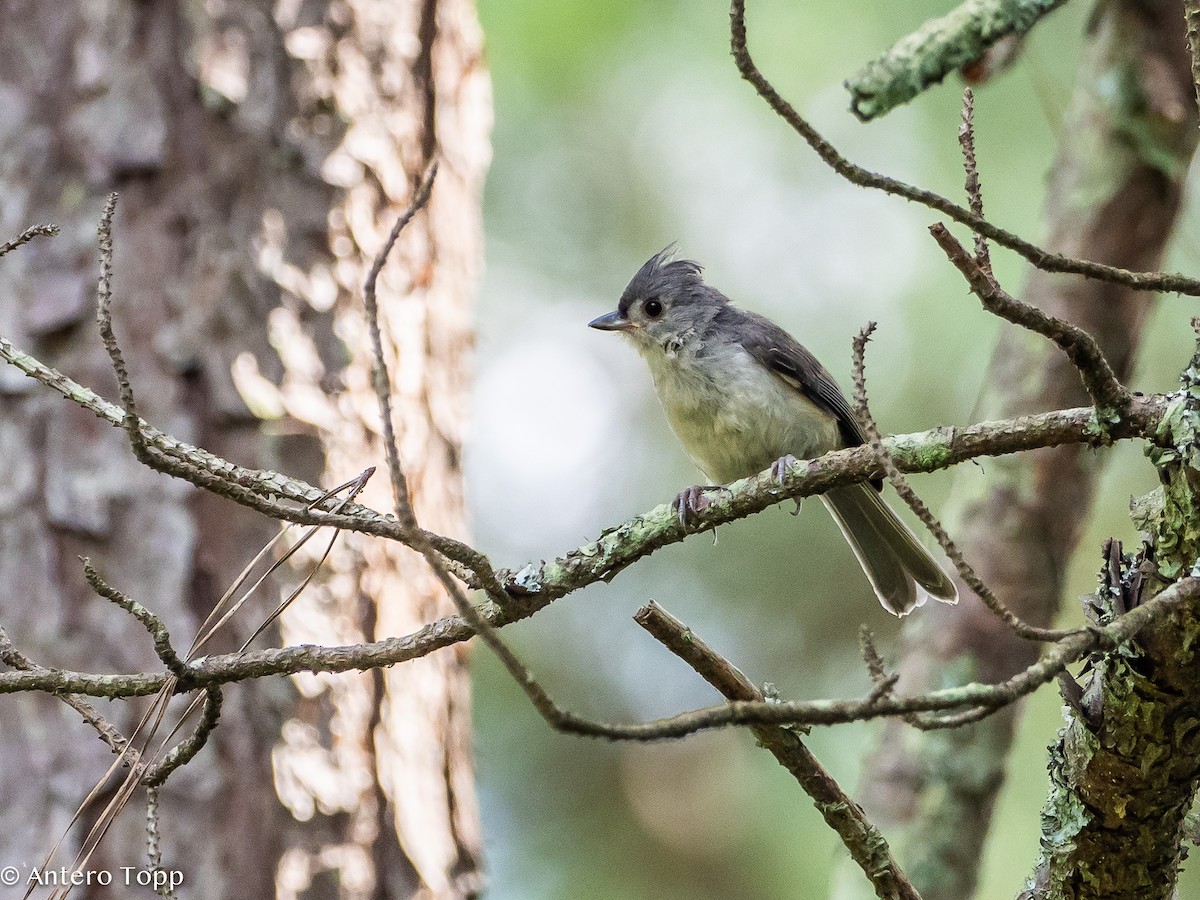 Tufted Titmouse - ML621724829
