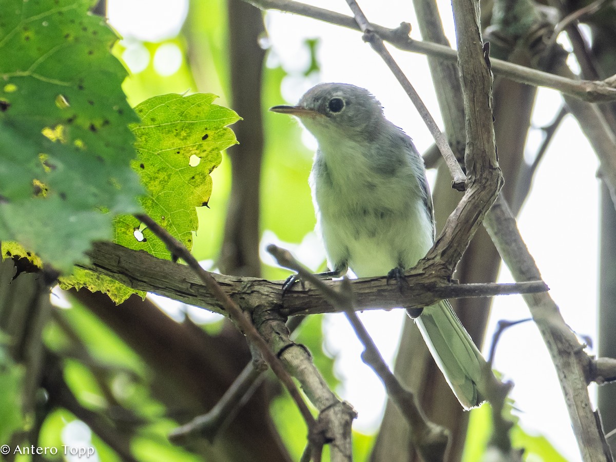 Blue-gray Gnatcatcher - ML621724837