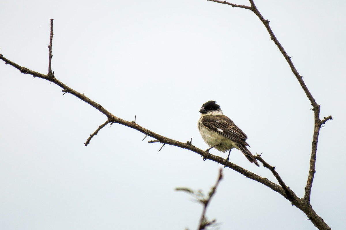Pearly-bellied Seedeater - ML621724869